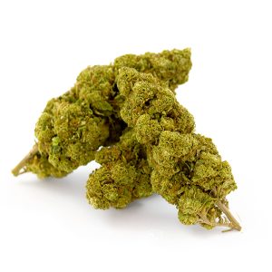 White Widow Royal CBD Glasshouse 15 White Widow Royal Glasshouse 7