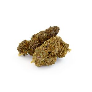 Purple Haze CBD Glasshouse 3 Purple Haze Glasshouse 2 1