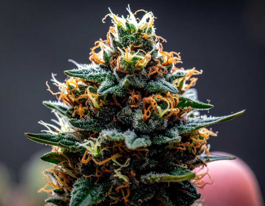 La Décarboxylation 1 fleur-de-cbd-décarboxylés