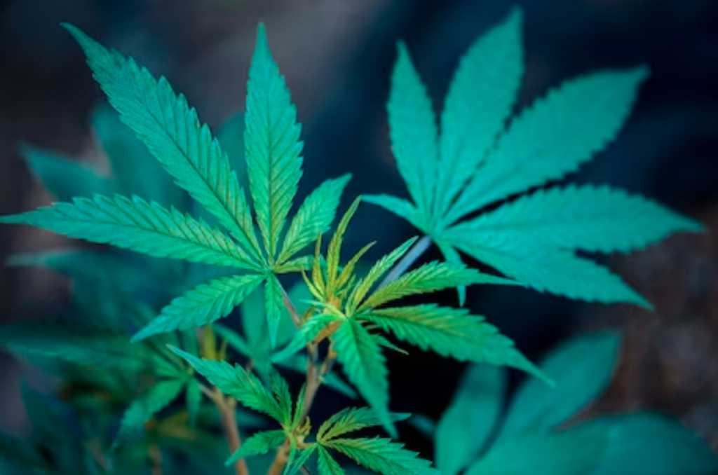 Quels sont les meilleurs salons CBD en 2026 ? 1 salon cbd 2026