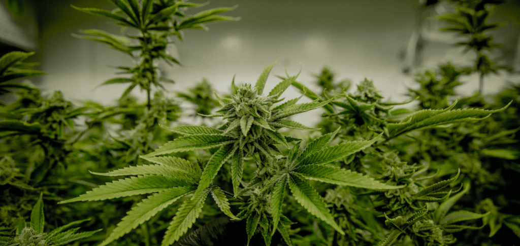Une étude genevoise bouscule les idées reçues sur le cannabis et les hormones masculines 1 etude cannabis testosterone