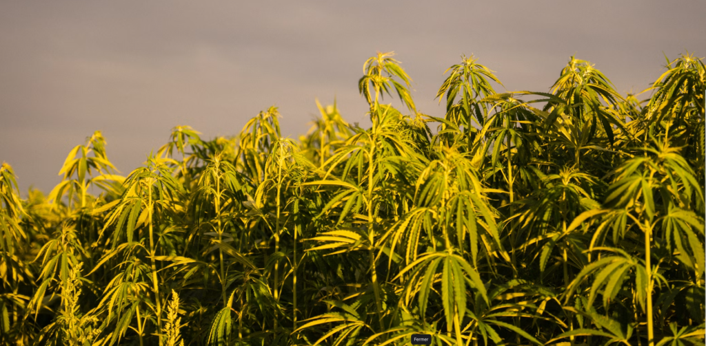 CBD comestibles : la filière attaque l'État en justice 1 france cbd conseil d'état